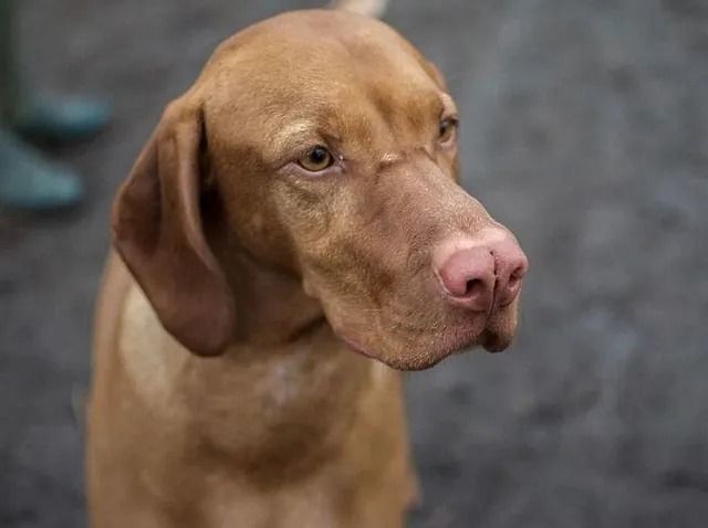 Un perro marrón con una nariz rosada está mirando a la cámara.