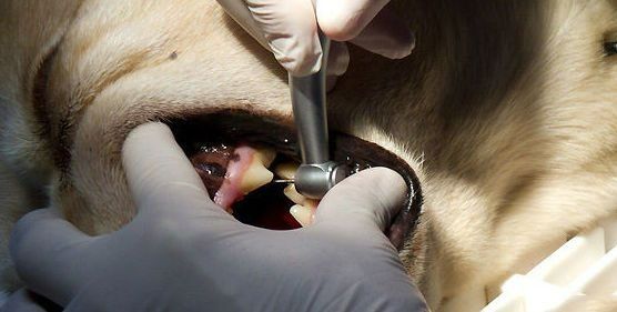 Una persona está usando un taladro en los dientes de un perro.