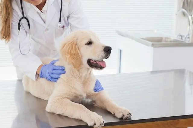 Un perro está acostado en una mesa mientras un veterinario lo examina.