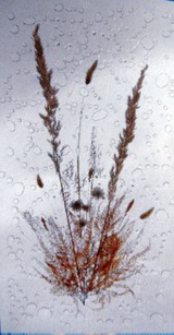 Eine Zeichnung einer Pflanze auf weißem Hintergrund