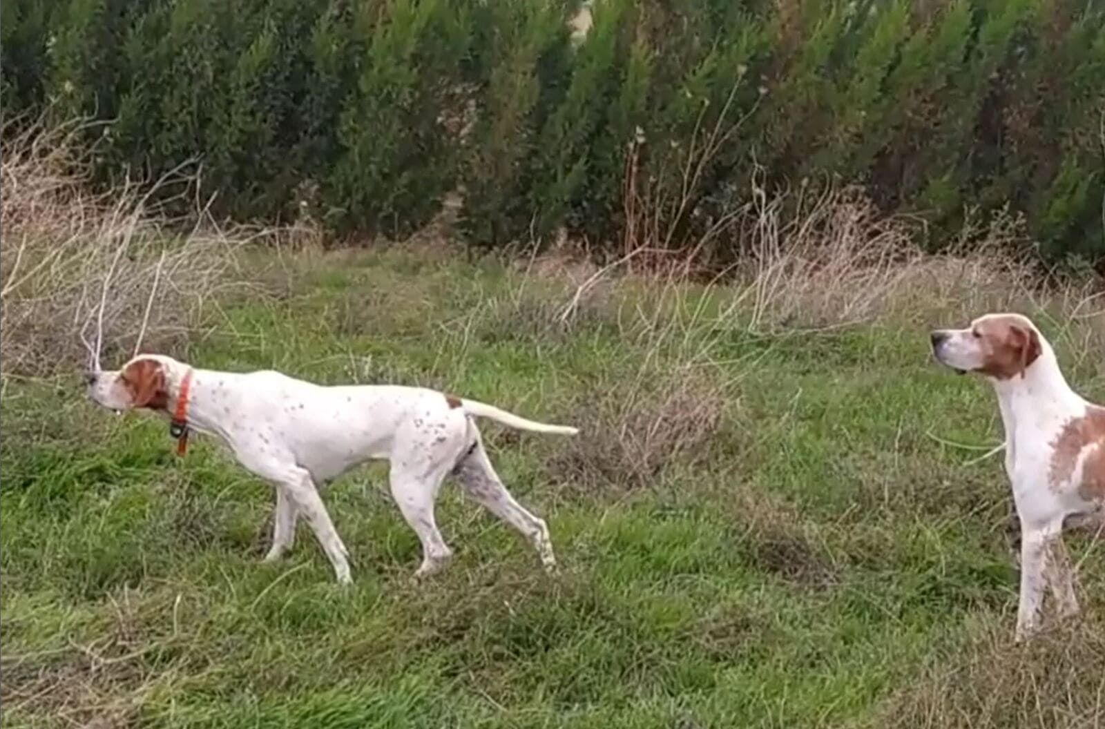 Dos perros de caza blancos y marrones de pie en un campo de hierba cerca de unos árboles
