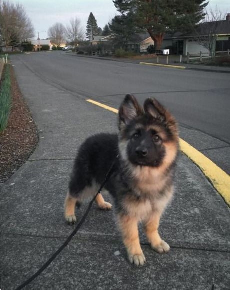 Un cachorro pequeño negro y marrón, atado con una correa, está de pie en la acera junto a una tranquila calle residencial.