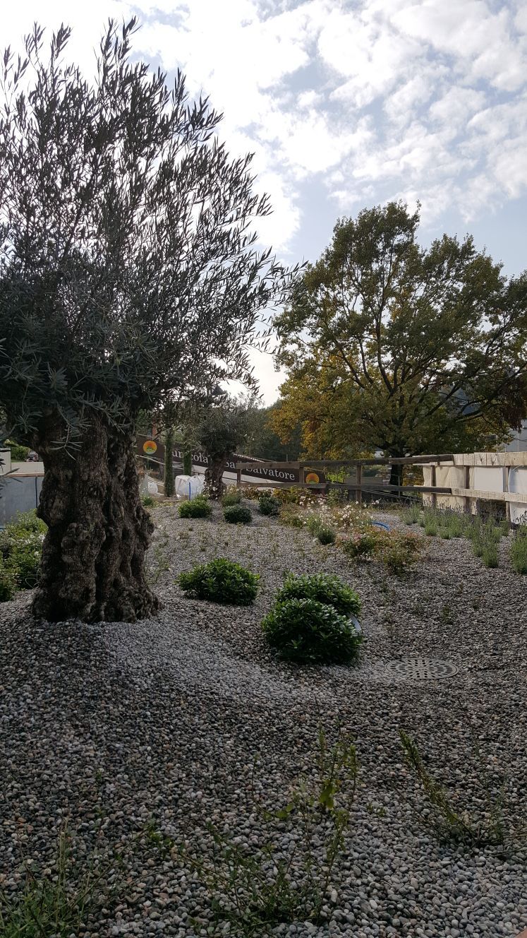 Pianta di ulivo - GS GIARDINI