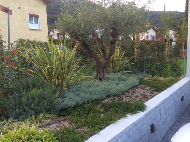 Piante e alberi - GS GIARDINI