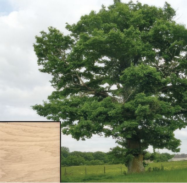 Essence de bois chêne