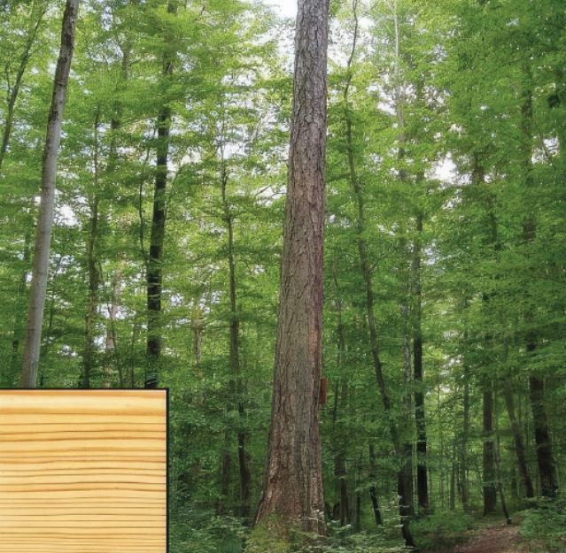 Essence de bois mélèze