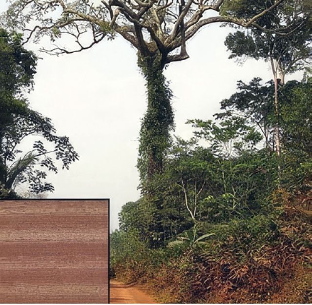 Essence de bois sapelli