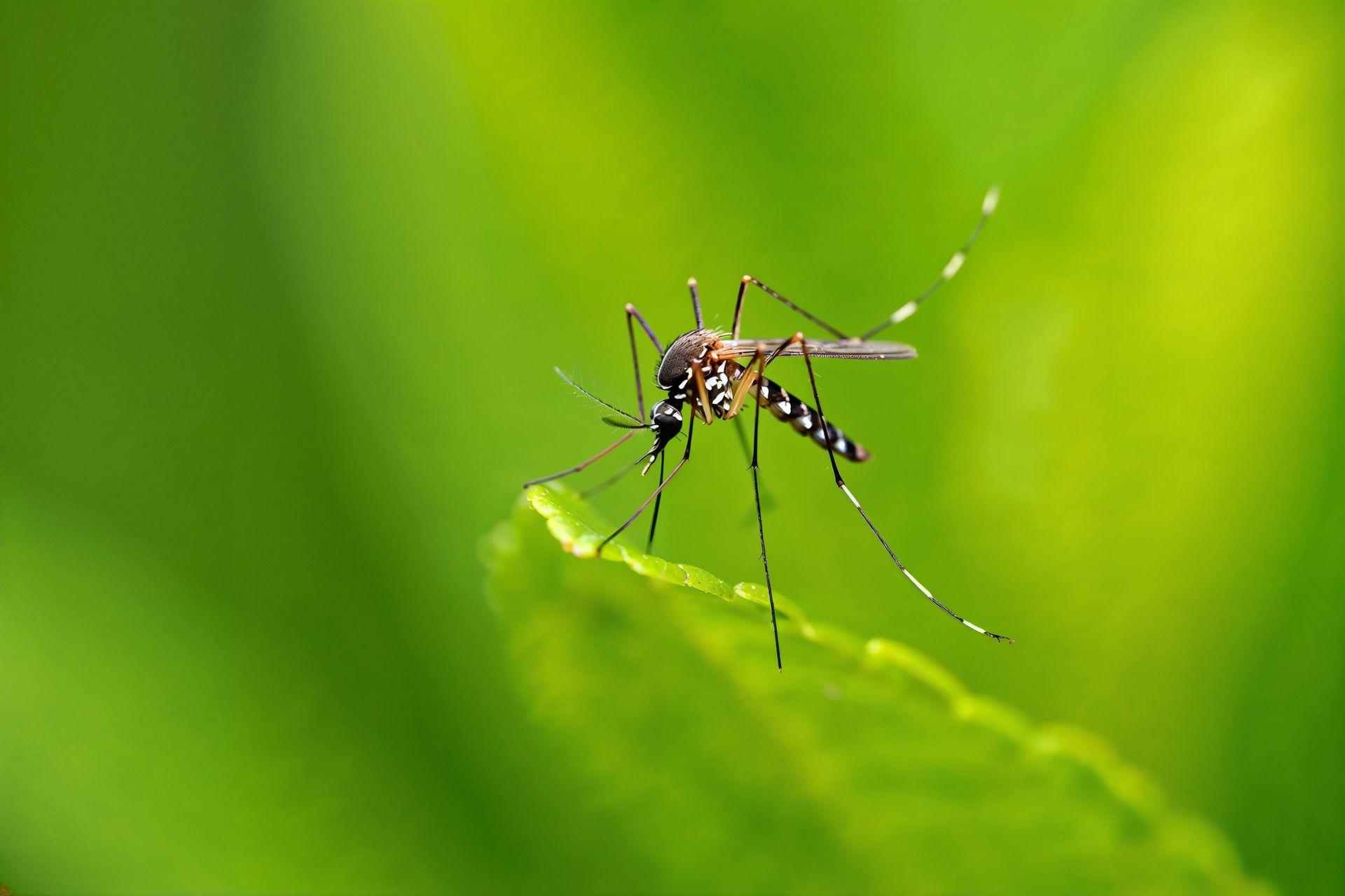 Moustique posé sur une feuille verte sur un fond vert