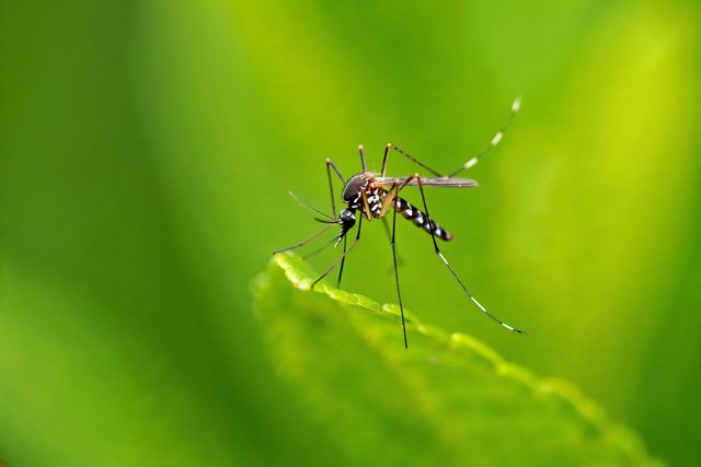 Moustique posé sur une feuille verte sur fond vert flou