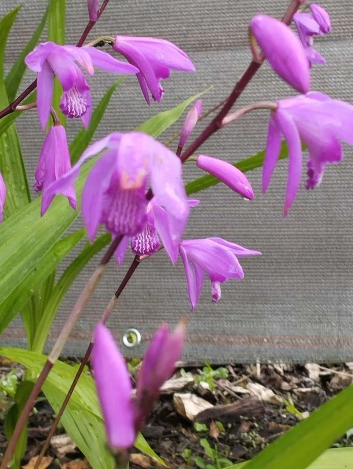 Des fleurs violettes en forme de cloche s'épanouissent parmi les feuilles vertes d'un parterre de jardin.