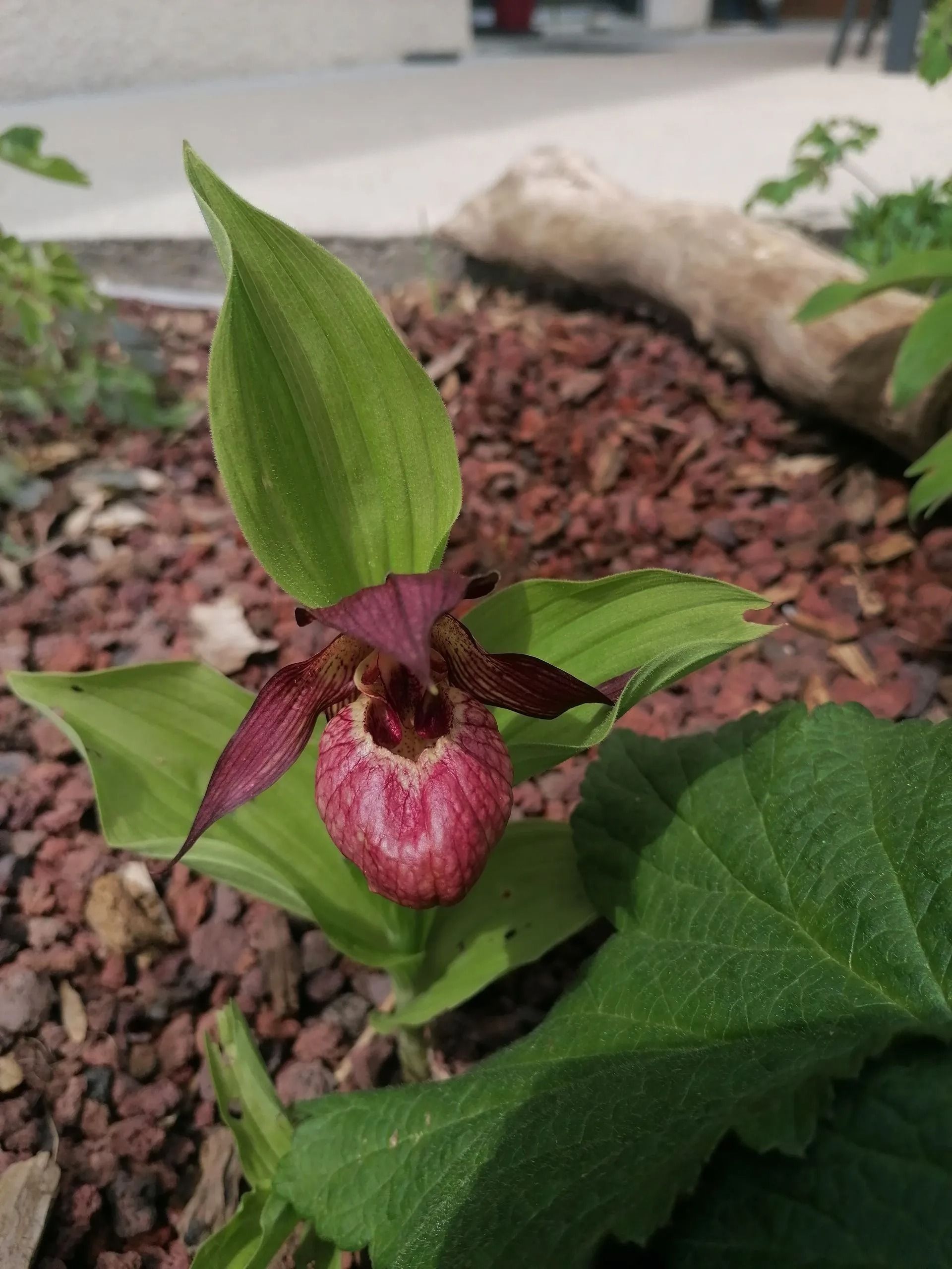Orchidée sabot de Vénus rose et verte en fleurs dans un parterre de jardin recouvert de paillis et de pierres.