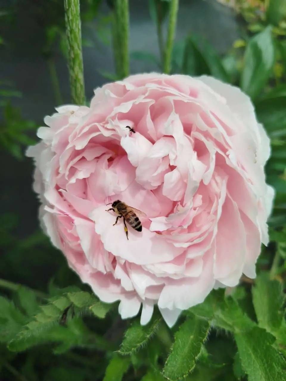 Une rose rose épanouie avec une abeille posée sur ses pétales, entourée de feuillage vert