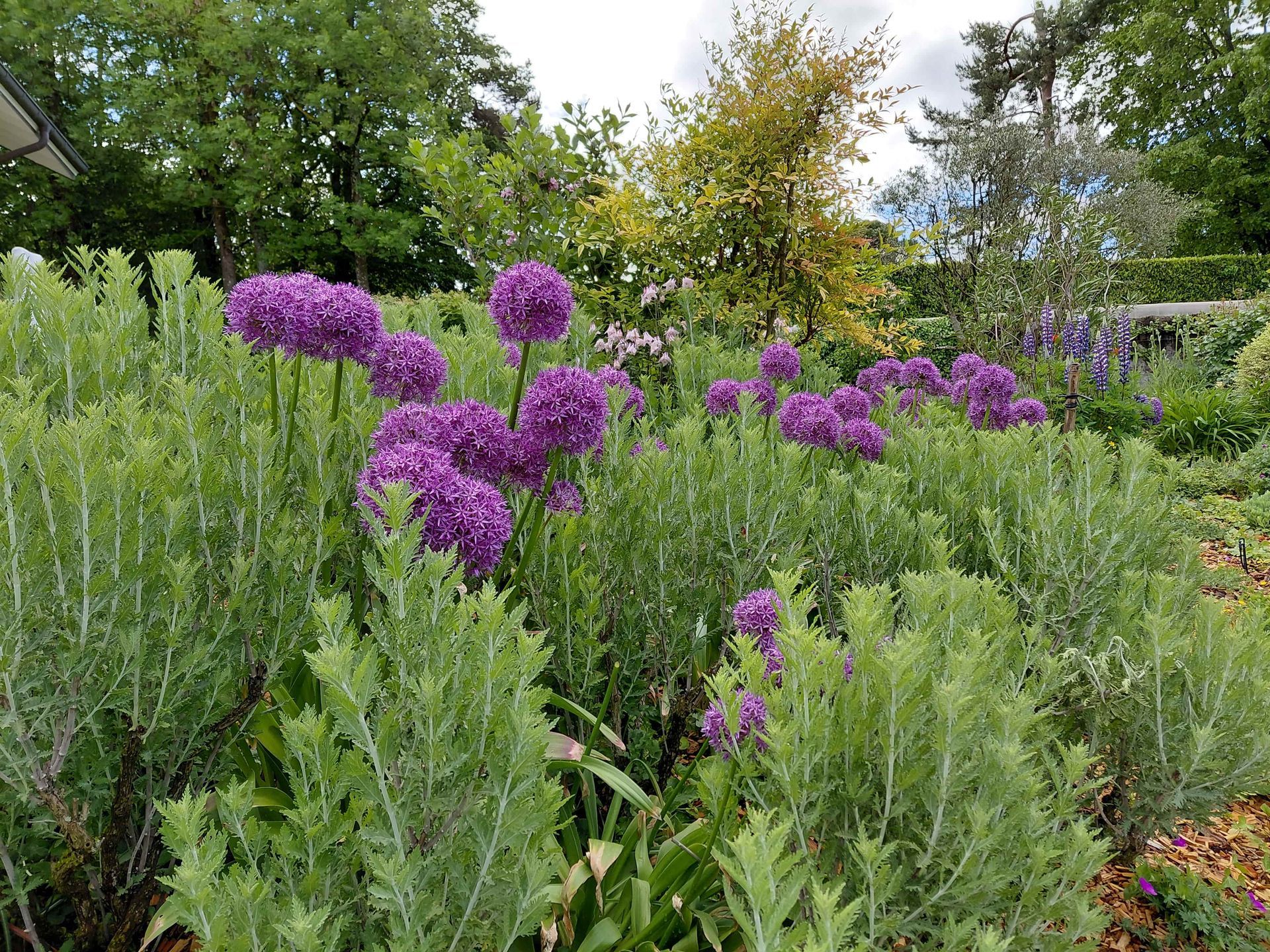 Des fleurs d'ail pourpre s'épanouissent dans un jardin verdoyant luxuriant - allium