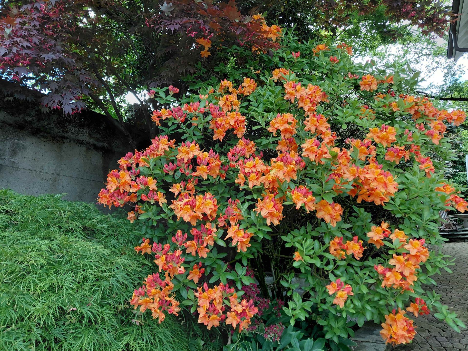 Arbuste à fleurs orange et roses - azalé - près d'un muret de pierres et d'un couvre-sol vert