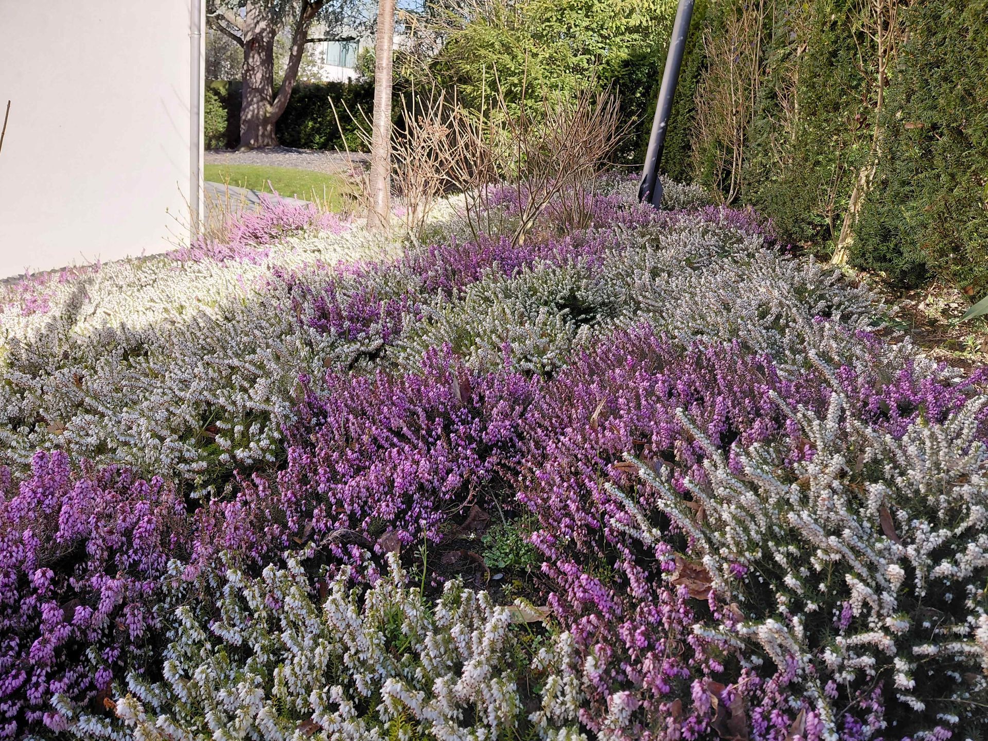Des bruyères violettes et blanches bordent une allée longeant un bâtiment et une haie.