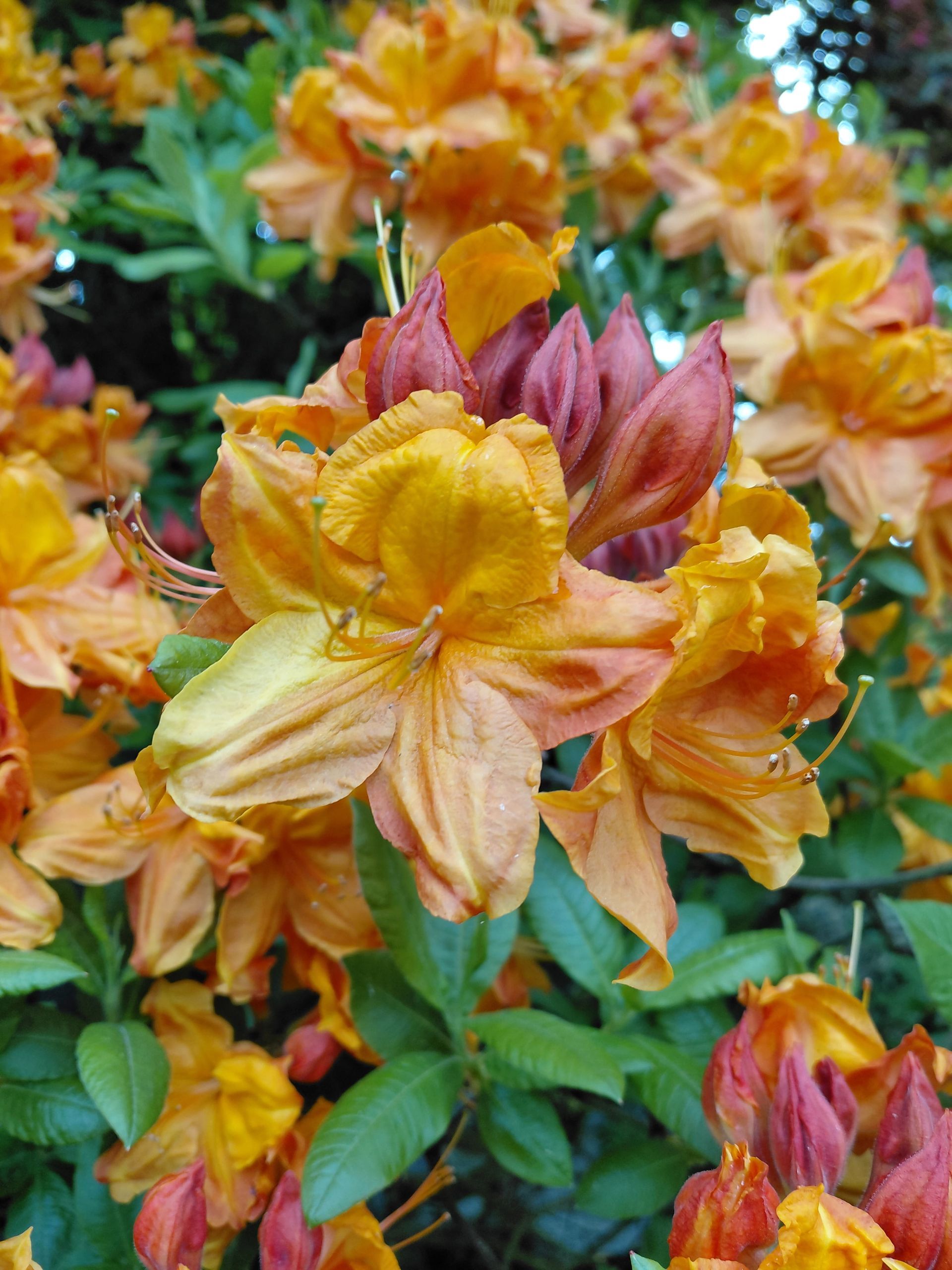 Azalées en fleurs orange et jaunes avec des feuilles vertes dans un jardin