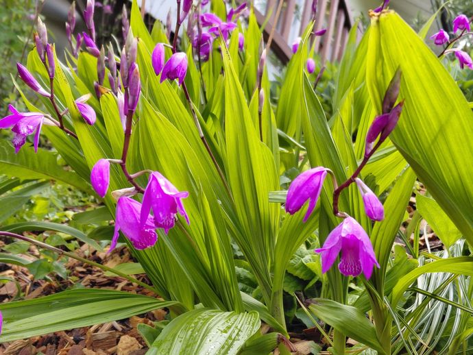 Des orchidées violettes fleurissent parmi les feuilles vertes d'un jardin