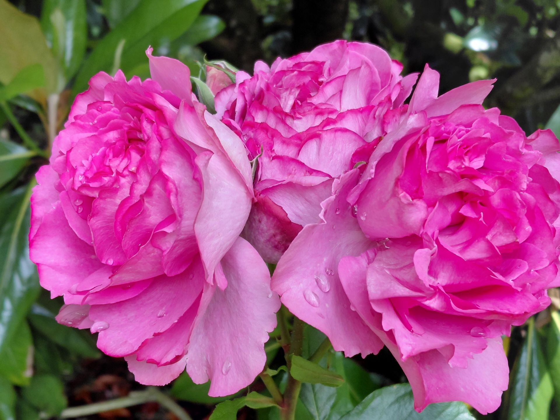 Trois roses roses épanouies sur un buisson vert feuillu