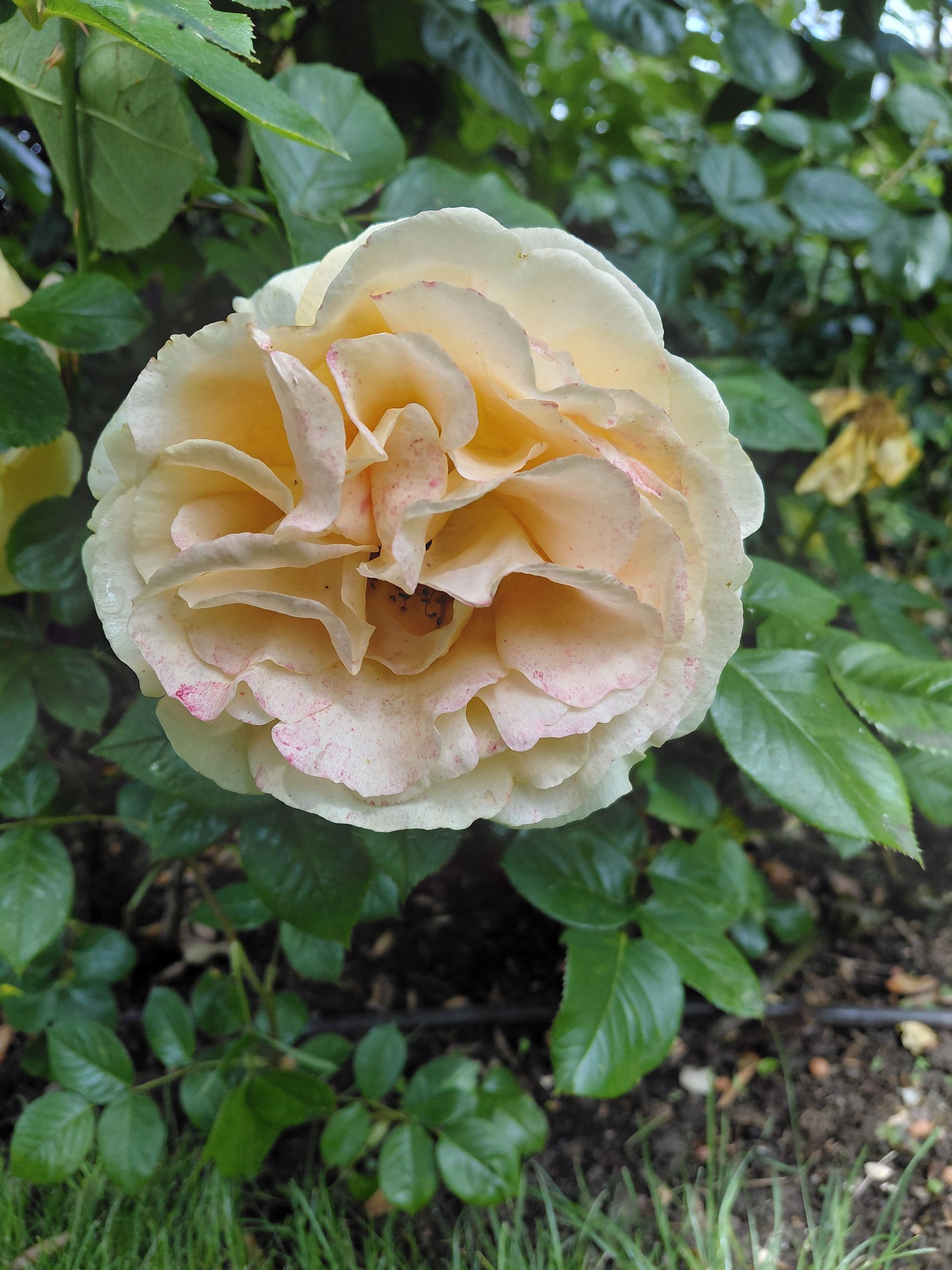 Gros plan sur une rose pêche pâle épanouie sur un fond de feuillage vert
