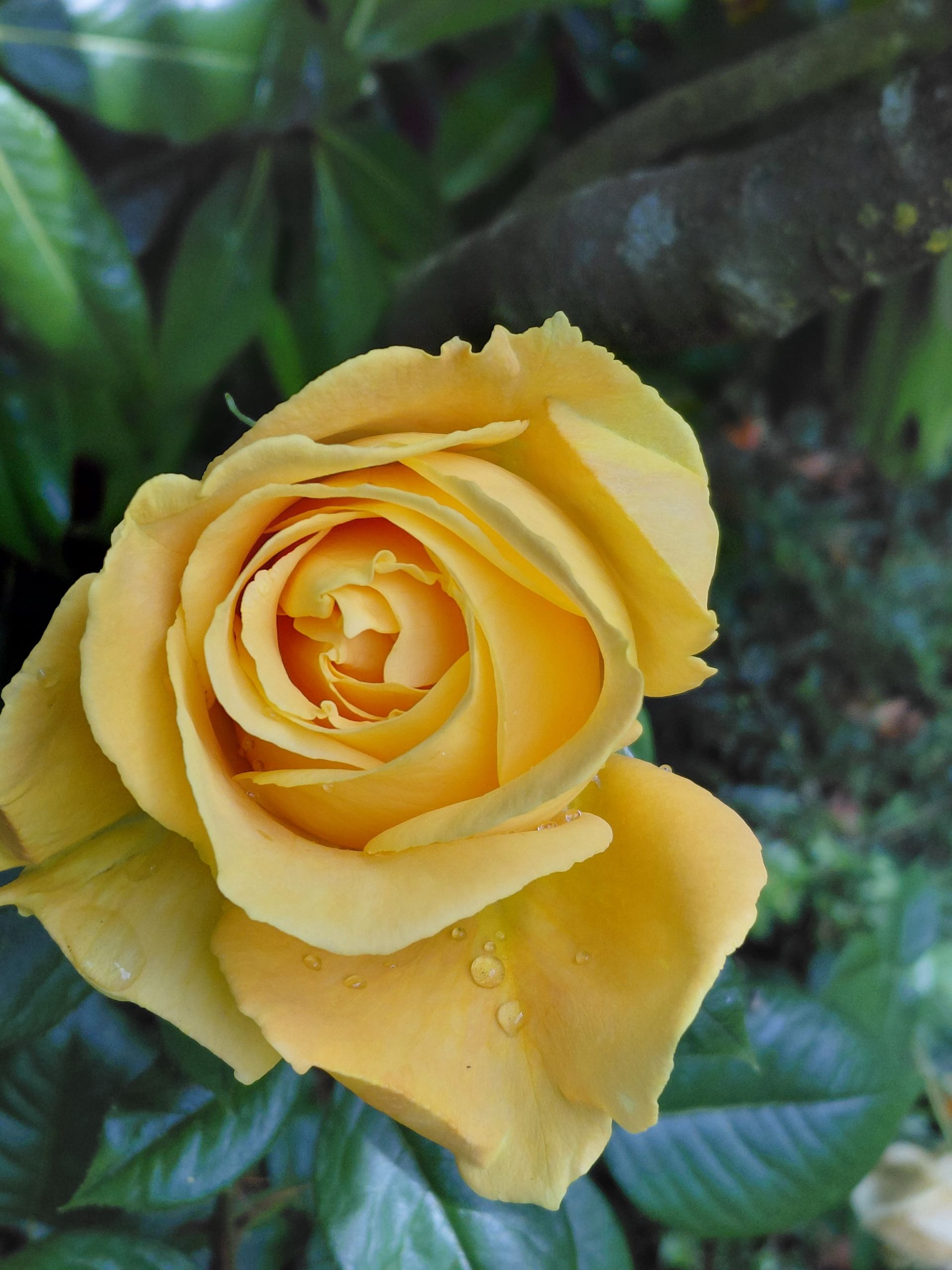Rose jaune avec des gouttelettes d'eau sur un fond vert foncé feuillu