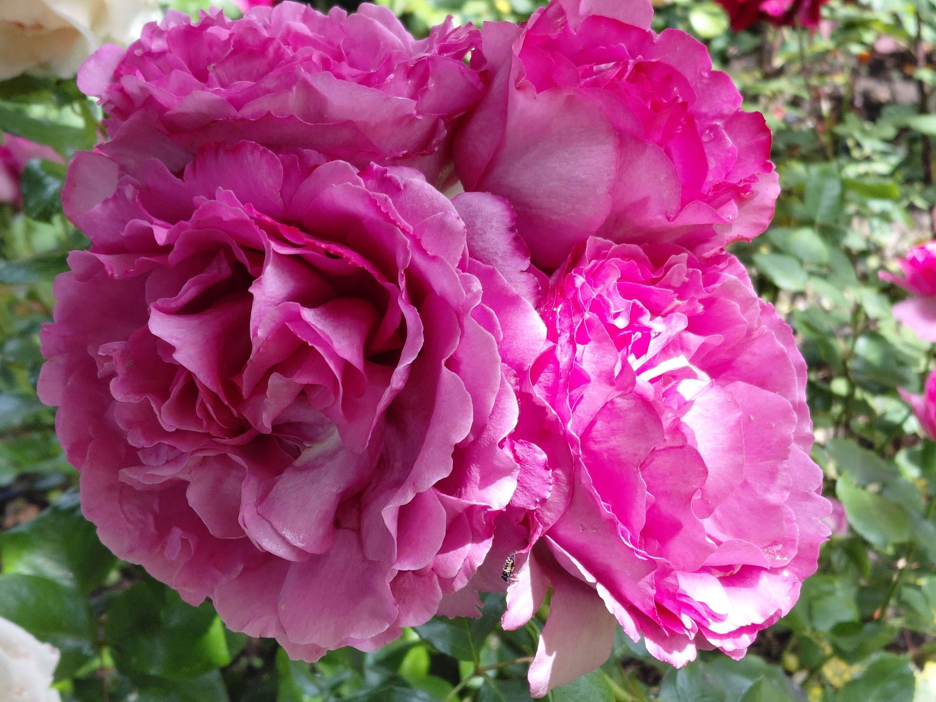 Un bouquet de roses d'un rose éclatant s'épanouit dans un jardin, avec un feuillage vert tendre en arrière-plan.