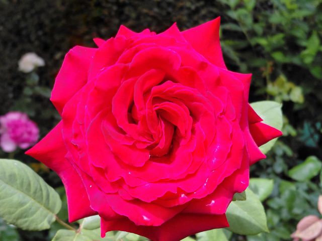 Une rose rose vif s'épanouit avec des feuilles vertes sur un fond de jardin flou.