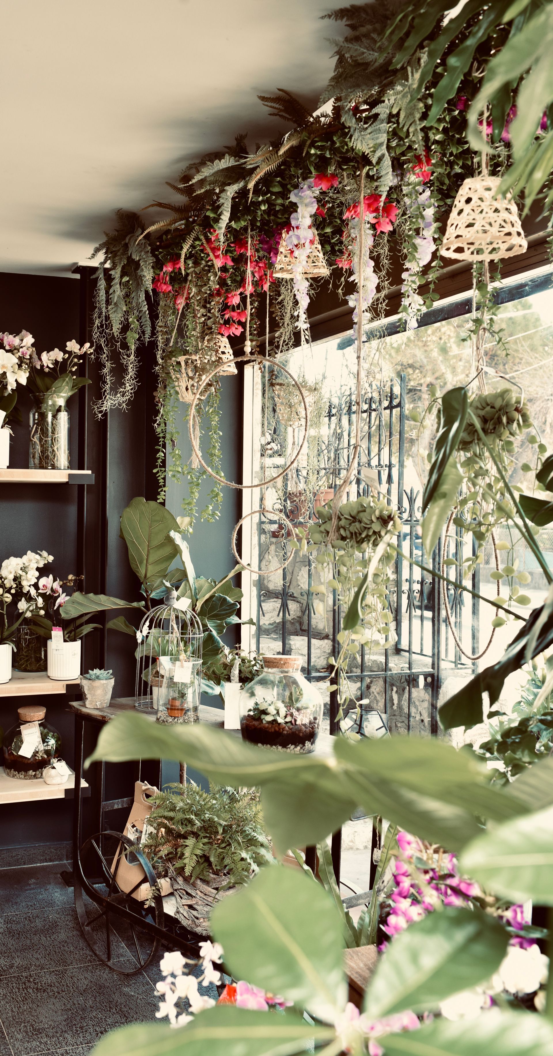 Plantes en vitrine