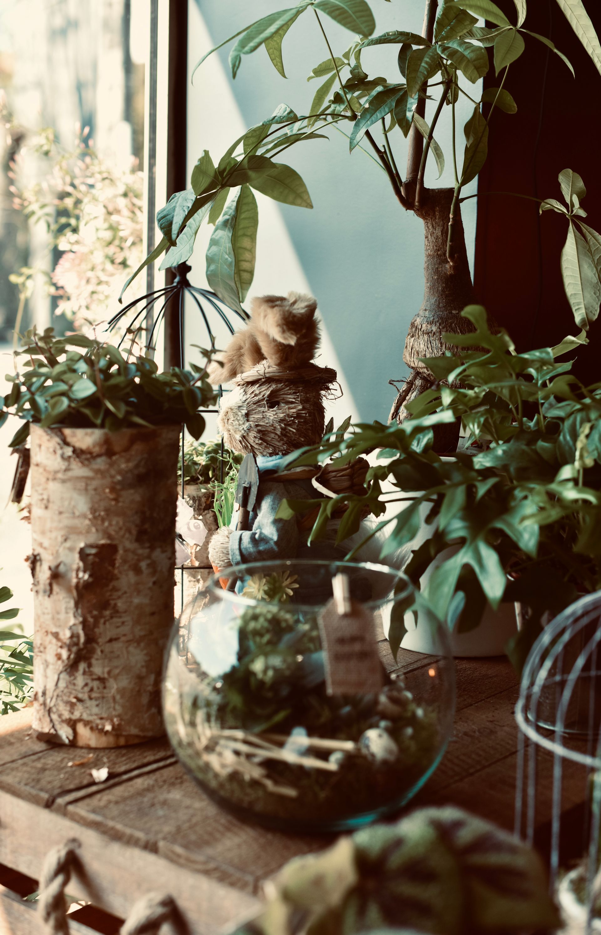 Assortiment de plantes