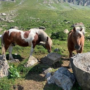 vache dans la nature
