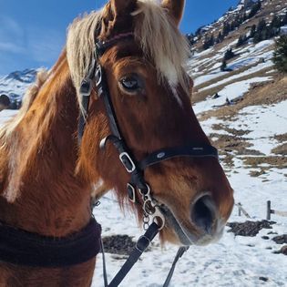 cheval à la montagne