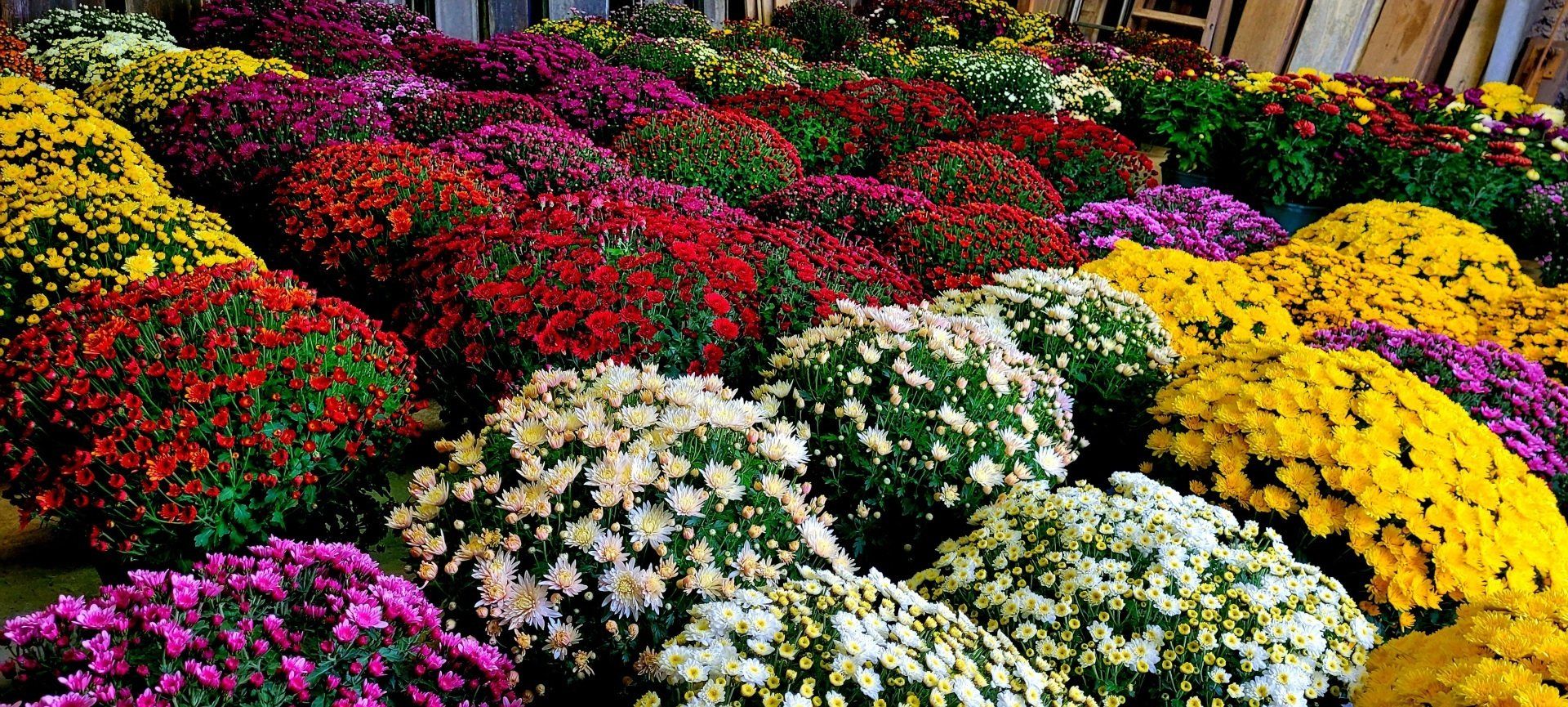 Fleurs pour la Toussaint