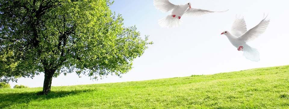 Dos pájaros blancos vuelan sobre un campo de hierba con un árbol al fondo.