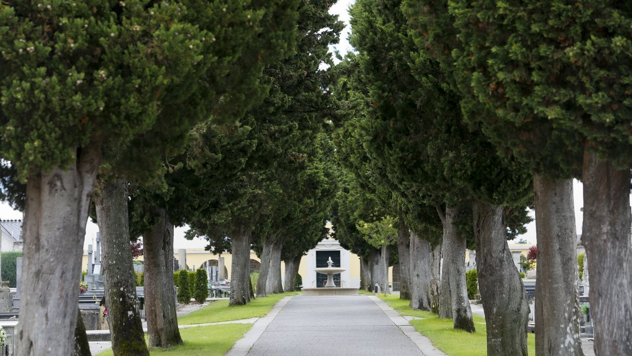 Una hilera de árboles a lo largo de un camino en un cementerio