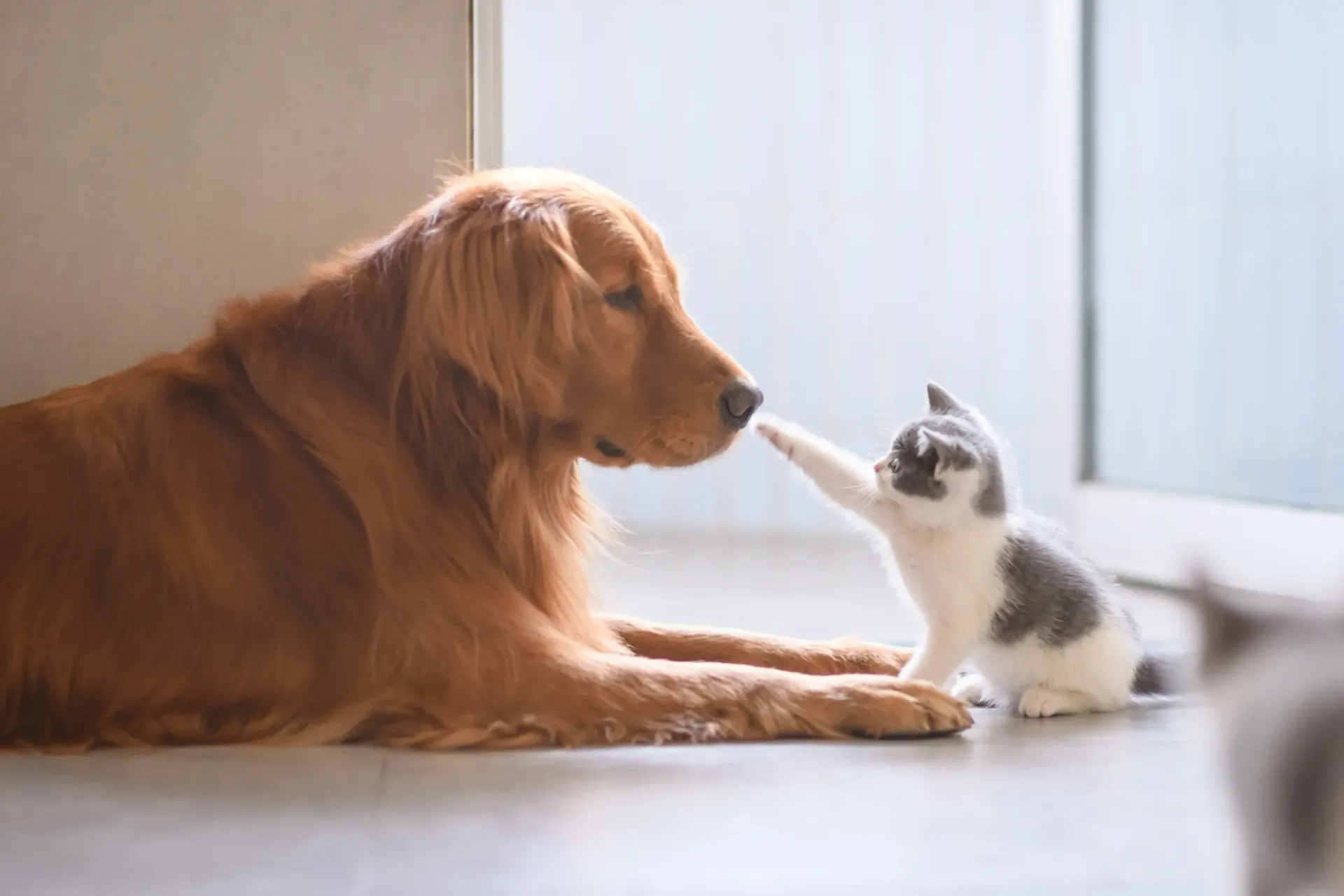 Petit chat en train de toucher le nez d'un chien