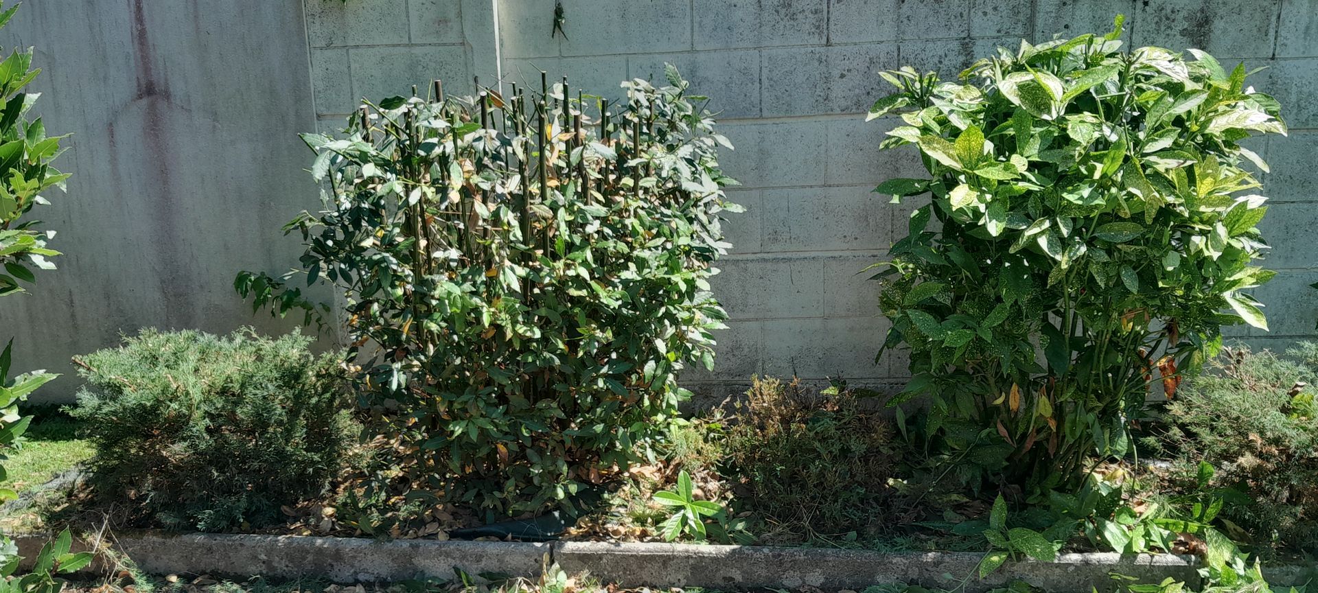 Pelouse verdoyante avec un chemin en pierre, entourée d'un jardin et d'une maison sous un ciel ensoleillé.
