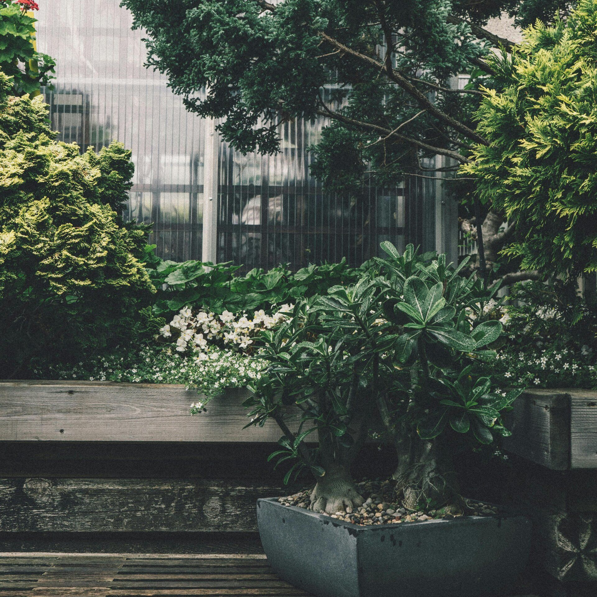 Jardin sous serre avec plantes luxuriantes, petits arbres dans des jardinières en béton et une terrasse en bois.