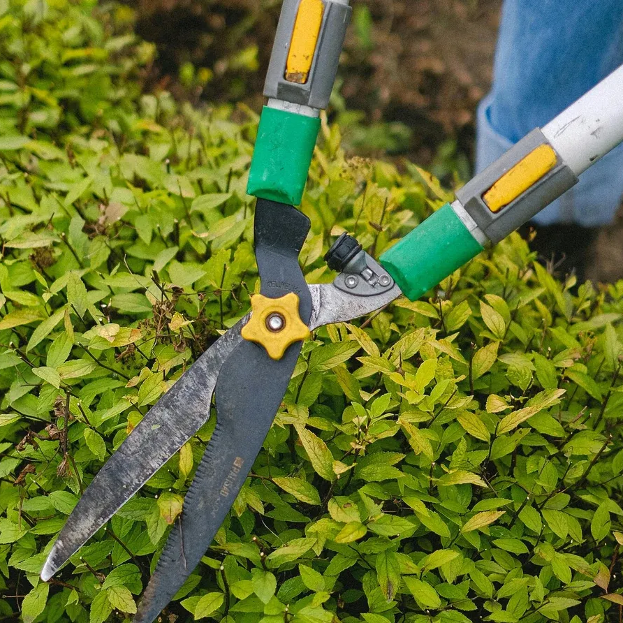 Jardinier taillant un buisson vert avec des cisailles à long manche ; gros plan.