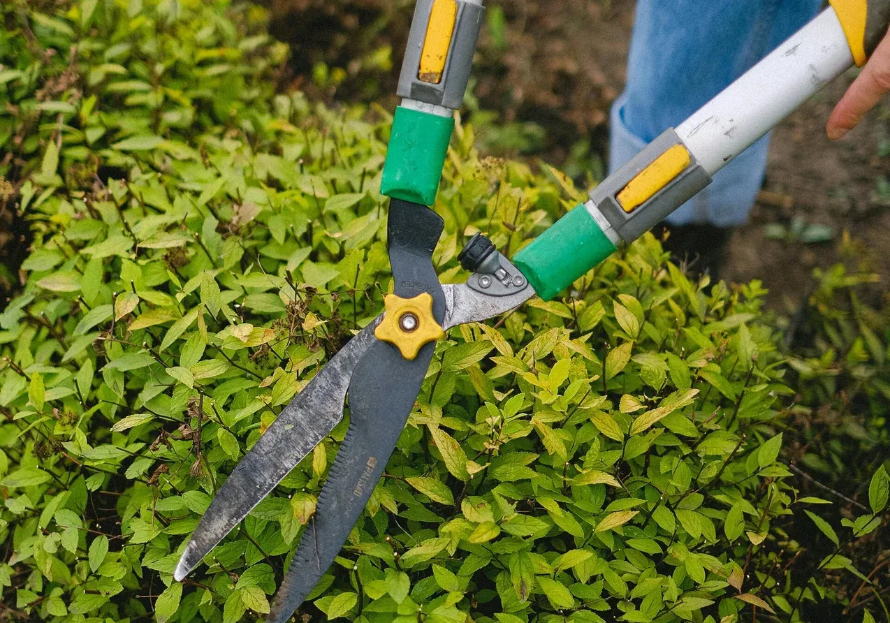 Personne utilisant un cisaillement de haie pour tailler un buisson à feuilles vertes.