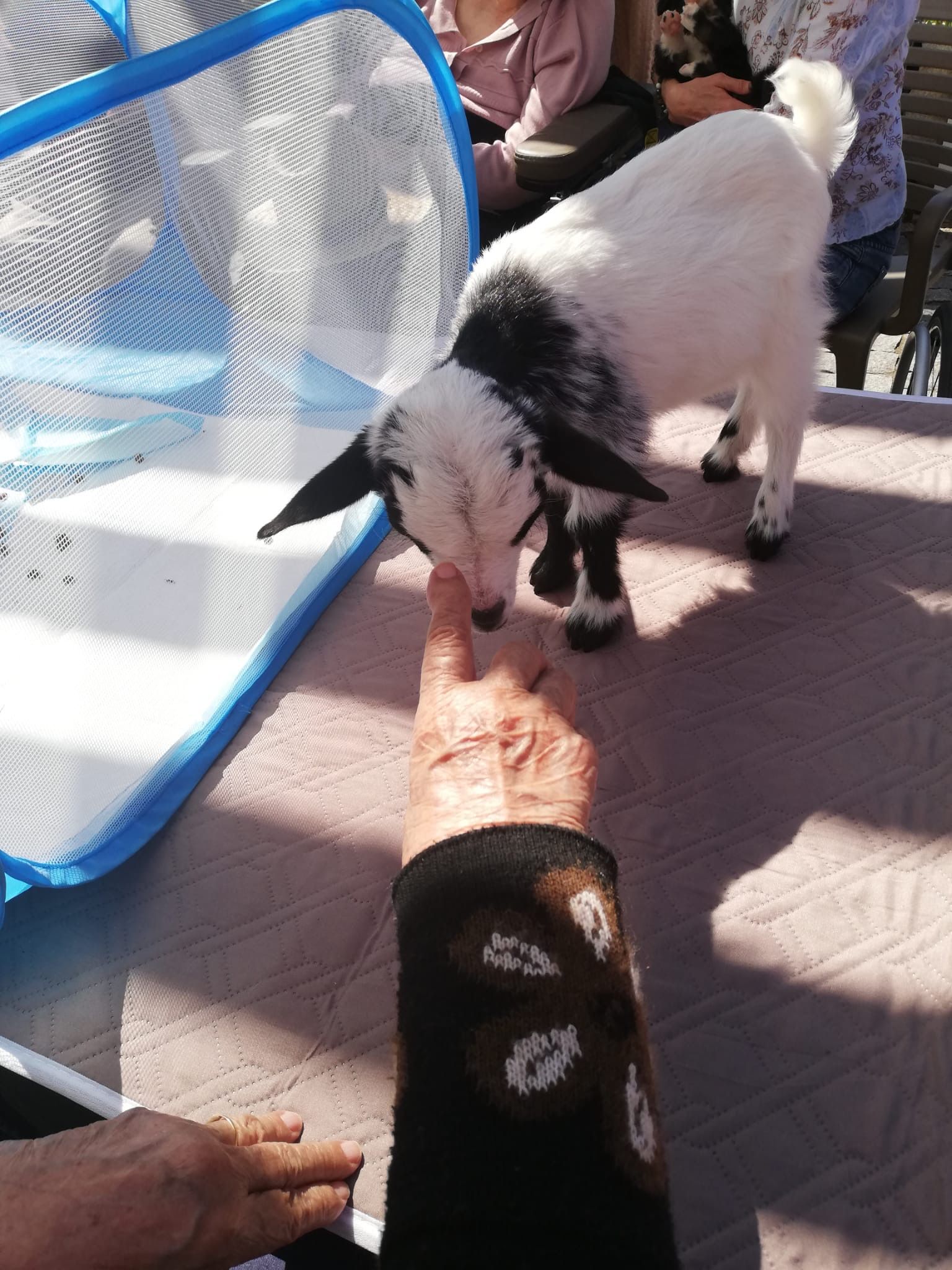 Une main de personne âgée caresse un chevreau.