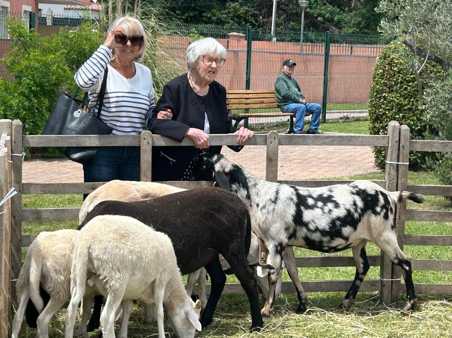 Deux personnes se tiennent derrière une clôture en bois, caressant un mouton noir et une chèvre dans un enclos extérieur.