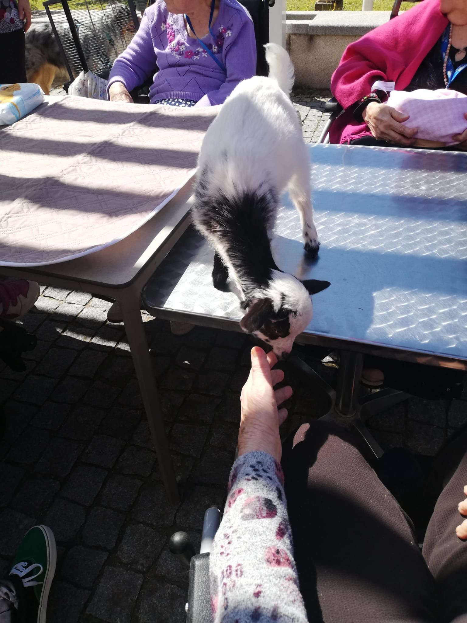 Chèvre noire et blanche mangeant dans la main d'une personne à une table de pique-nique extérieure