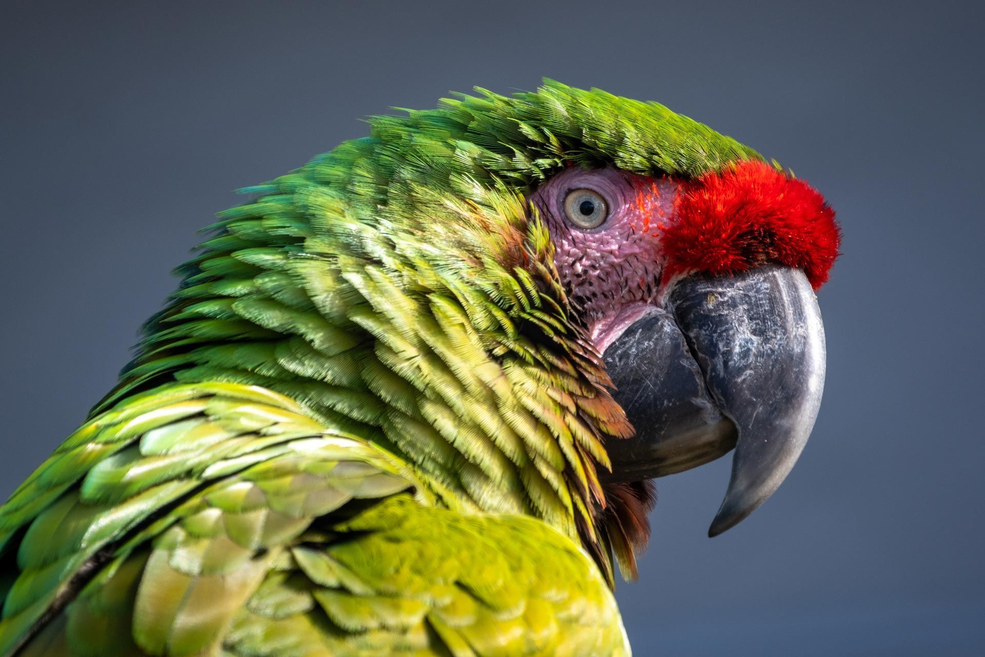 Opt Parrot Polyomavirus - Exot Vet Care