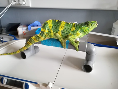 Photo d'un Chameleon