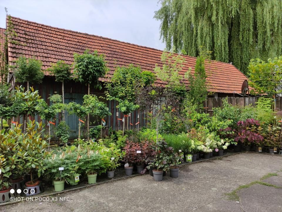 Foto von Pflanzen auf dem Hof