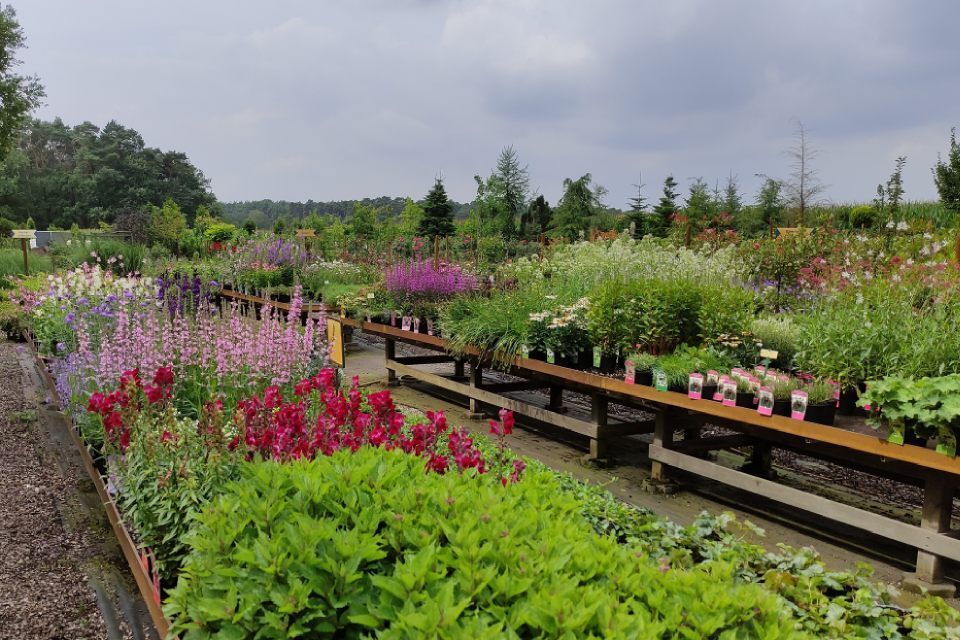 Foto von Blumen auf dem Hof