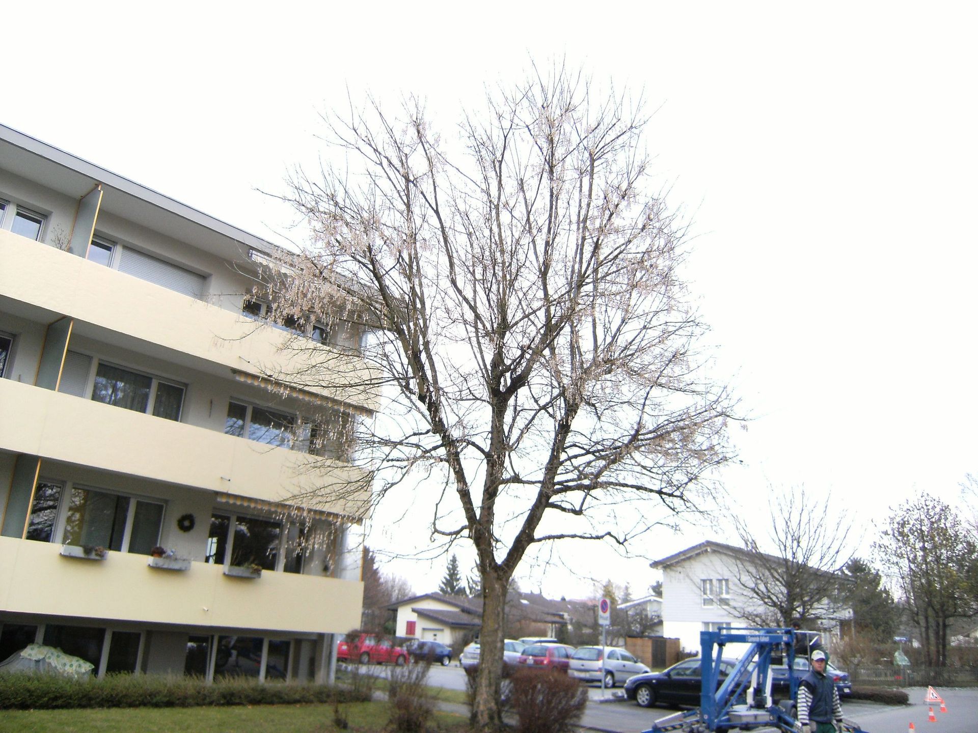 Kronenschnitt - Schömann Gartenbau GmbH
