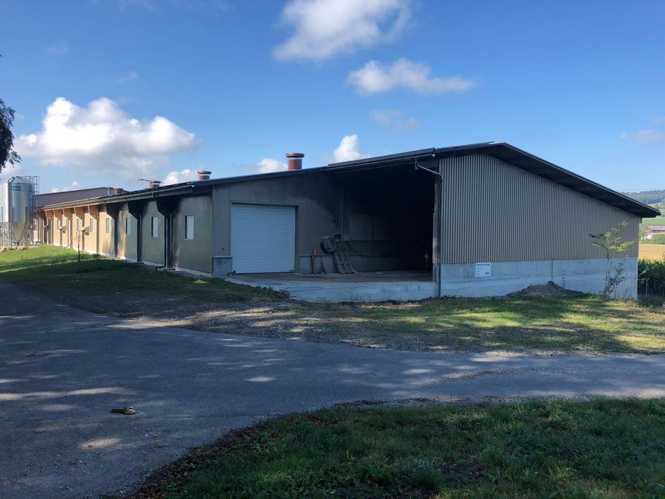 Vollenweider Bau AG Einfamilienhäuser Merenschwand, landwirtschaftliche Bauten