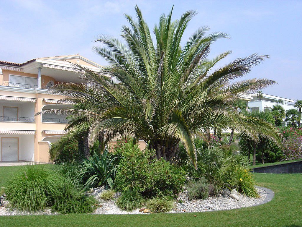 Schober Giardini – Gartenplanung, Palmen – Locarno – Ascona