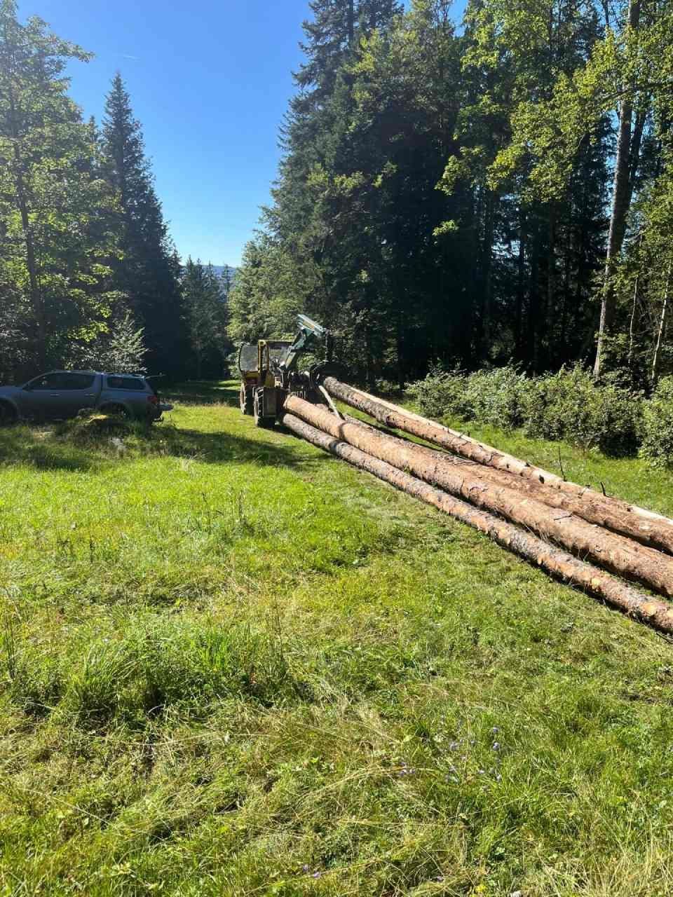 Une pile de bûches est posée au sommet d'un champ vert luxuriant.