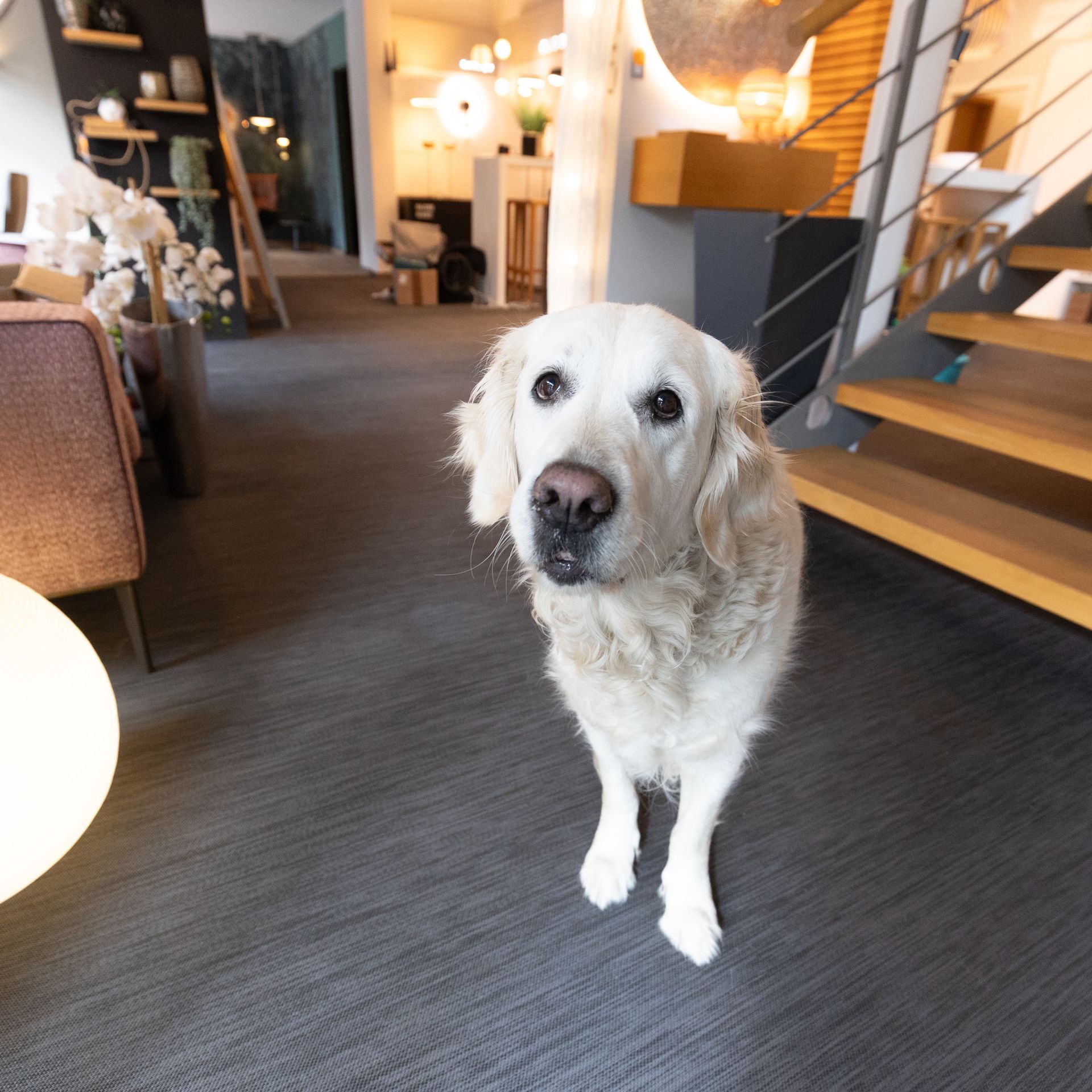 Ein Hund, der in einem Wohnzimmer steht und in die Kamera schaut